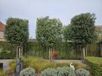Quercus Ilex/Steeneik/Groene eik, Tuin en Terras, Planten | Bomen, Ophalen, Bloeit niet, Halfschaduw, Overige soorten