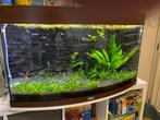 Juwel vision 180 met helialux smartcontrol, Dieren en Toebehoren, Ophalen, Gebruikt, Gevuld zoetwateraquarium