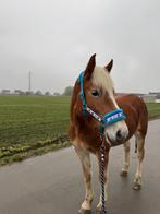 Cookiemonster halster, Ophalen, Nieuw