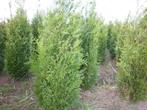 THUJA PLICATA ATROVIRENS 1M75_2M, Tuin en Terras, Ophalen, Conifeer, Haag, 100 tot 250 cm