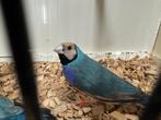 gouldamadines blauwe mannen te koop, Dieren en Toebehoren, Vogels | Overige Vogels, Tropenvogel
