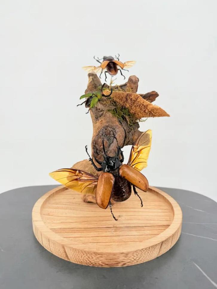 Opgezette Kevers op Houten Sokkel - Wildernis Atelier, Verzamelen, Dierenverzamelingen