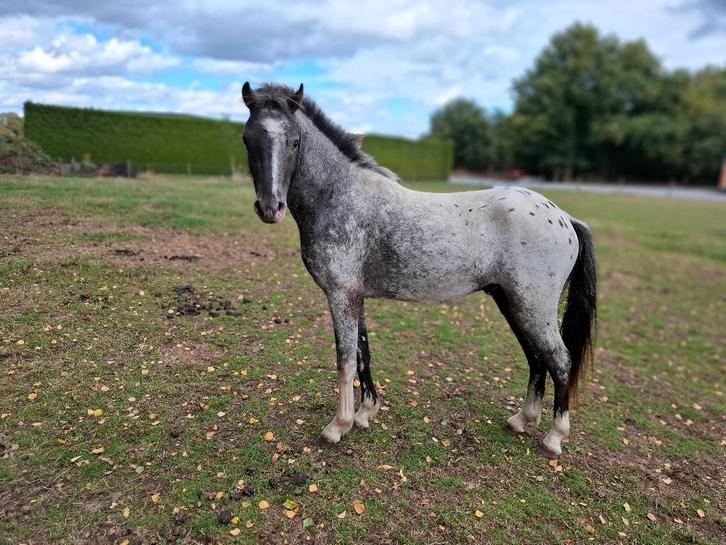 Zadelmak maken van welsh pony, Dieren en Toebehoren, Pony's, Hengst, Zadelmak, C pony (1.27m tot 1.37m)