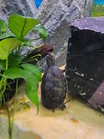 Muskusschildpadje, Animaux & Accessoires, Reptiles & Amphibiens, Amphibien
