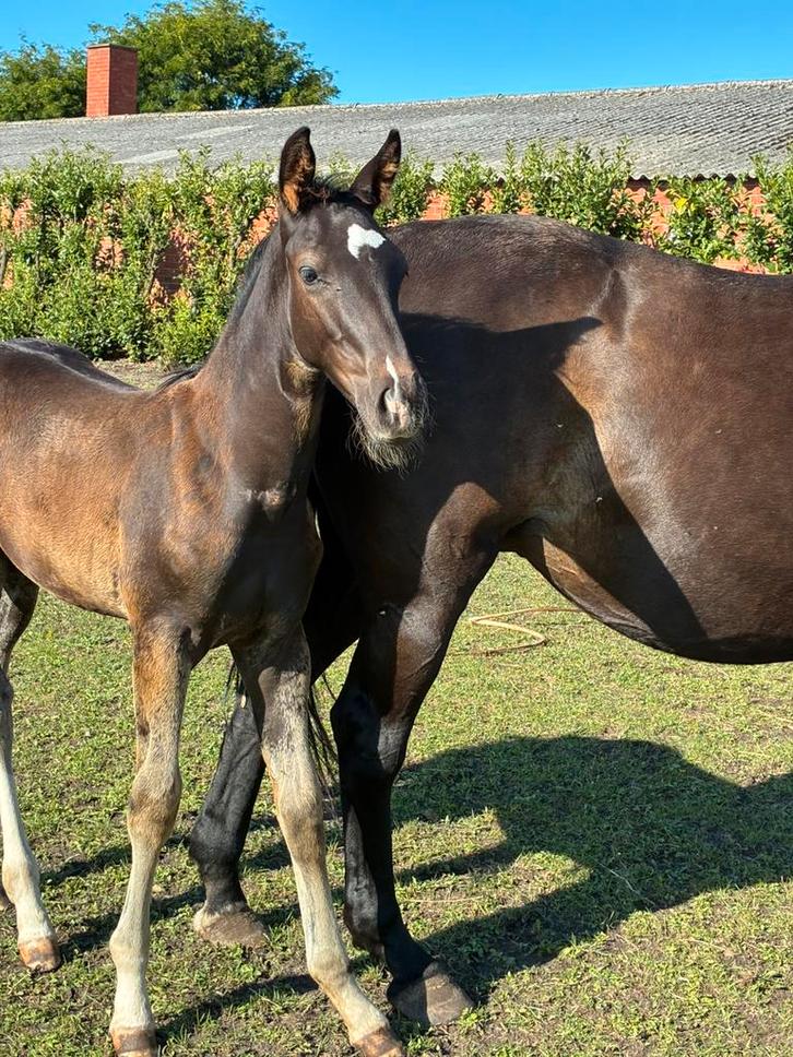 Hengstenveulen Demonic Z, Dieren en Toebehoren, Paarden, Z