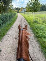 Halve stal voor jong paard, Dieren en Toebehoren, Paarden, Springpaard, Ruin, Zadelmak, 3 tot 6 jaar