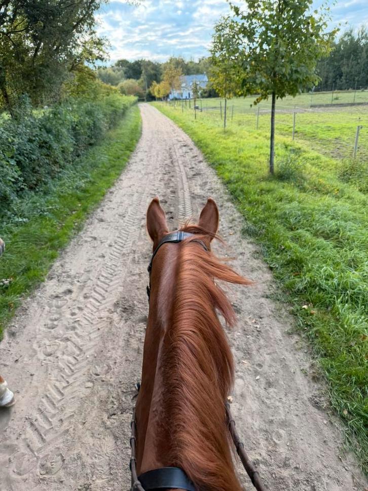 Halve stal voor jong paard, Dieren en Toebehoren, Paarden, Ruin, Zadelmak, 165 tot 170 cm, 3 tot 6 jaar, Springpaard