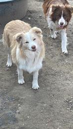 Border collies, Dieren en Toebehoren, Honden | Herdershonden en Veedrijvers, België, Collie, Meerdere, Fokker | Professioneel