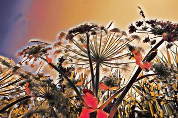 Berenklauw beschikbaar voor biedingen