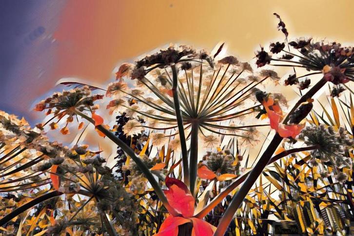 Berenklauw, Antiek en Kunst, Kunst | Overige Kunst, Verzenden