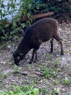 Soay, Ophalen