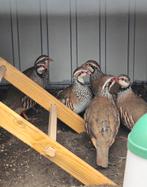 Chukar patrijs