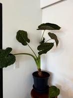 Olifantsoorplant, Ophalen