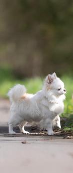 Chihuahua pour saillie, Dieren en Toebehoren, Honden | Chihuahua's en Gezelschapshonden, Particulier, CDV (hondenziekte), 3 tot 5 jaar