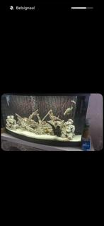 Visbak, Dieren en Toebehoren, Ophalen, Gebruikt, Gevuld zoetwateraquarium