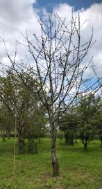 Bomen rooien boomgaard gratis hout, Ophalen of Verzenden