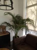 Goud palm/areca palm, Huis en Inrichting, Kamerplanten, 100 tot 150 cm, Palm, Halfschaduw, Ophalen