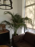 Goud palm/areca palm, 100 tot 150 cm, Palm, Halfschaduw, Ophalen