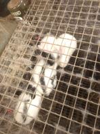 Vlinder konijnen groot soort, Dieren en Toebehoren, Konijnen, Groot