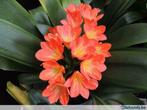 Clivia zeer mooie planten van 5 tot 50 euro., Tuin en Terras, Planten | Tuinplanten, Ophalen of Verzenden