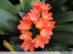 Clivia zeer mooie planten van 5 tot 50 euro., Enlèvement ou Envoi