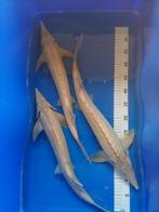 albino steuren, Steur