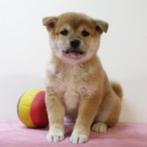 Shiba Inu - Prachtige Belgish pups te koop, België, CDV (hondenziekte), 8 tot 15 weken, Meerdere