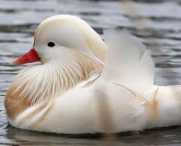 Gezocht: witte mandarijn eend (woerd), Mâle, Canard