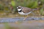 kleine plevier, Dieren en Toebehoren, Vogels | Duiven, Overige soorten