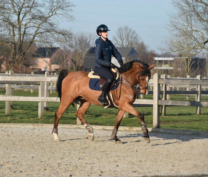 Knap 12 jarig springpaard merrie, Animaux & Accessoires, Chevaux, Jument, M, 160 à 165 cm, 11 ans ou plus, Cheval de saut, Avec puce électronique