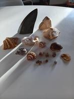 Lot stenen en schelpen, Ophalen of Verzenden, Overige typen