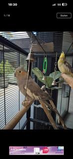 Kweek koppel valk parkieten