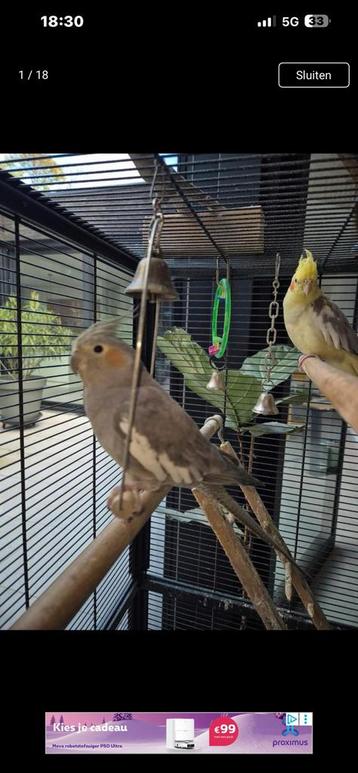 Kweek koppel valk parkieten beschikbaar voor biedingen