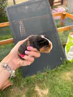 Cavias, Dieren en Toebehoren, Cavia, Juli, Vrouwelijk, Tam