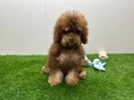 Dwergpoedel pups, Poedel, België, 8 tot 15 weken, CDV (hondenziekte)