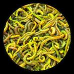 Nieuw:  Fluo Worms van Extreme Baits – De Opvallende Haakwor, Ophalen, Overige typen, Provinciale 18f - 2861GS Bergambacht - Nederland