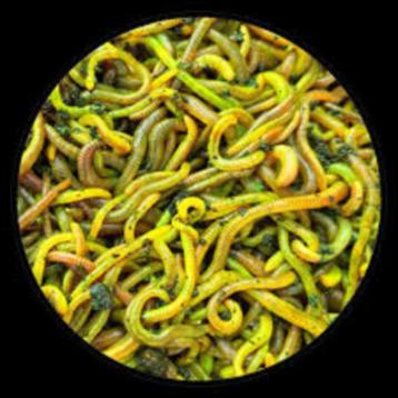 Nieuw:  Fluo Worms van Extreme Baits – De Opvallende Haakwor beschikbaar voor biedingen