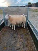 2 schapen bokken te koop, Dieren en Toebehoren, Schapen, Geiten en Varkens