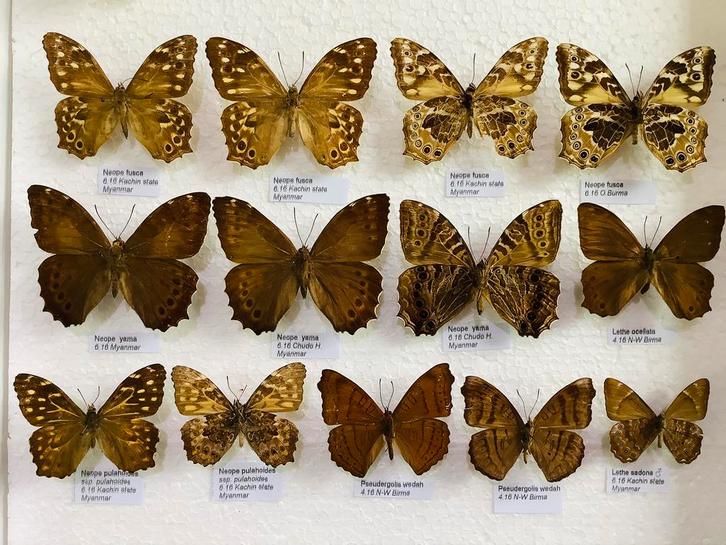 Vlinders uit Myanmar, Collections, Collections Animaux, Enlèvement ou Envoi