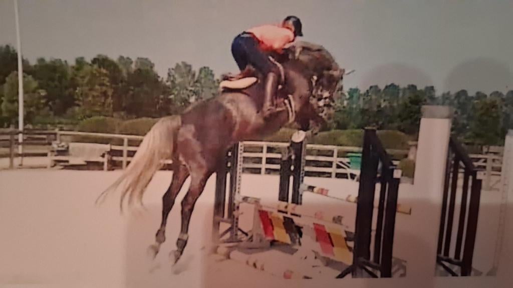 Vruchtbare fokmerrie, Animaux & Accessoires, Chevaux & Poneys | Étalons & Juments poulinières, Jument