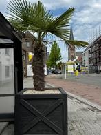 Wintere harde palmboom met bloembak, Bloeit niet, 250 tot 400 cm, Palmboom, Ophalen