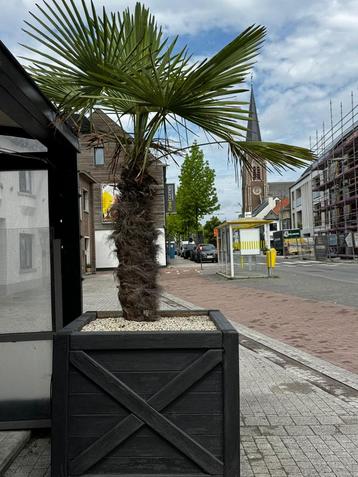 Wintere harde palmboom met bloembak beschikbaar voor biedingen