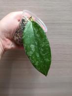 Hoya flagellata silver, Ophalen of Verzenden