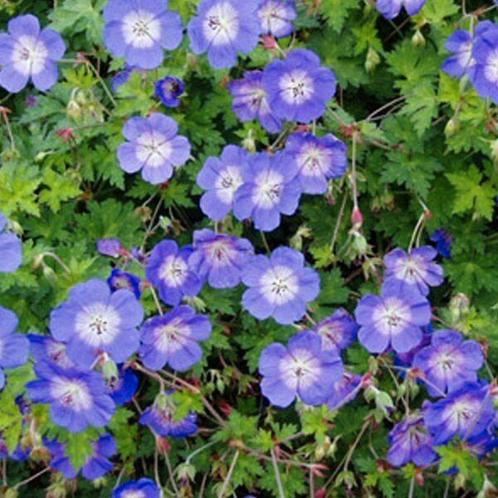 Geranium Rozanne, Jardin & Terrasse, Plantes | Jardin, Plante fixe, Plein soleil, Printemps, Enlèvement ou Envoi