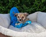 Super mini chihuahua pups beschikbaar vanaf 595 euro, CDV (hondenziekte), Meerdere, 8 tot 15 weken, Meerdere dieren