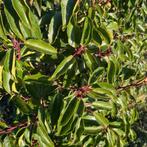 Prunus lusitanica angustifolia in alle afmetingen!, Tuin en Terras, Planten | Struiken en Hagen, Ophalen, Taxus