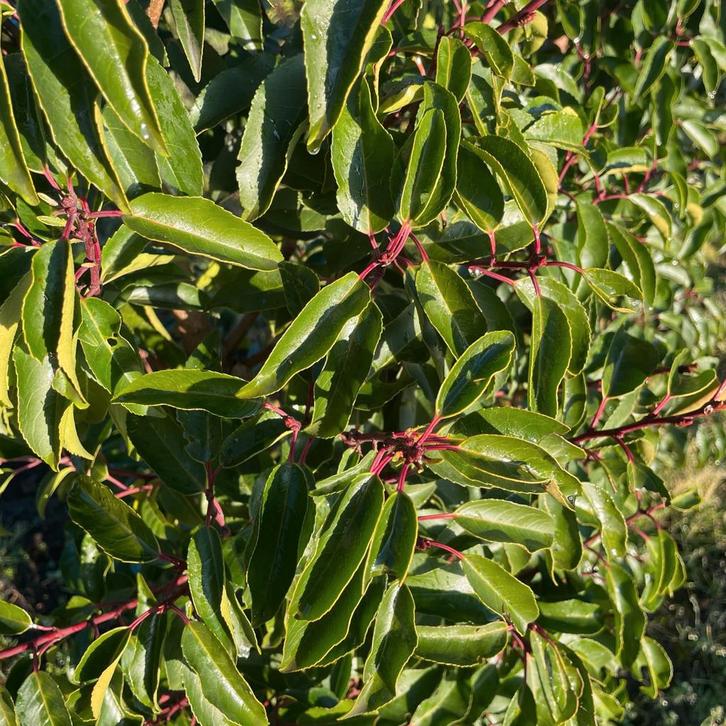 Prunus lusitanica angustifolia in alle afmetingen!, Tuin en Terras, Planten | Struiken en Hagen, Taxus, Ophalen