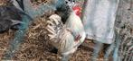 2 trio de poules et coq pekin, Animaux & Accessoires