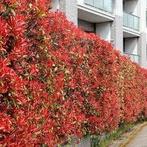 Glansmispel - photinia ' red robin' 80-100 cm, Tuin en Terras, Ophalen, Haag