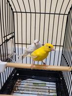 4 couple Raza espagnol 2023, Animaux & Accessoires, Oiseaux | Canaris